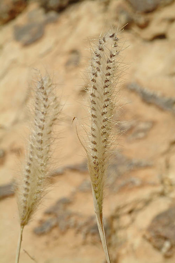 Tetrapogon villosus Dead Sea area - Medin ruins Geotagged,Spring,Tetrapogon villosus
