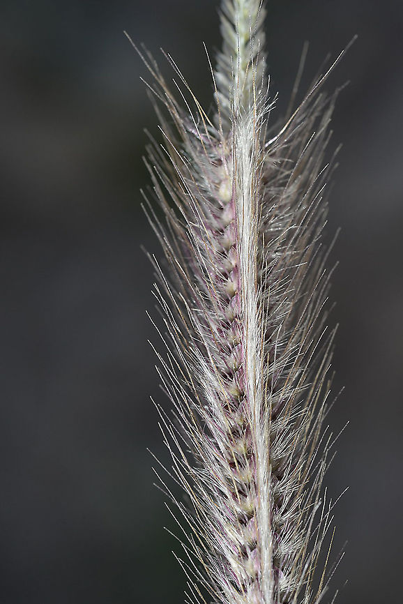 Tetrapogon villosus N Dead Sea area, Mezin Ruins Geotagged,Tetrapogon villosus,Winter
