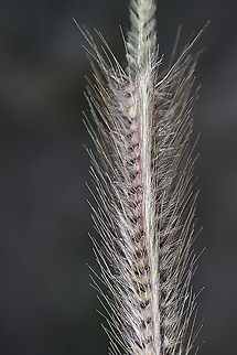 Tetrapogon villosus N Dead Sea area, Mezin Ruins Geotagged,Tetrapogon villosus,Winter