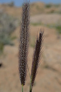 Tetrapogon villosus N Dead Sea area, Mezin Ruins Geotagged,Tetrapogon villosus,Winter