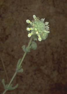 Teucrium decaisnei S Sinai Highlands Teucrium decaisnei