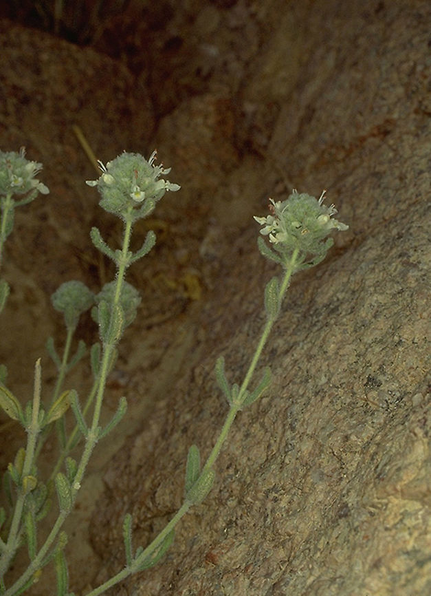 Teucrium decaisnei S Sinai Highlands<br />
 Teucrium decaisnei