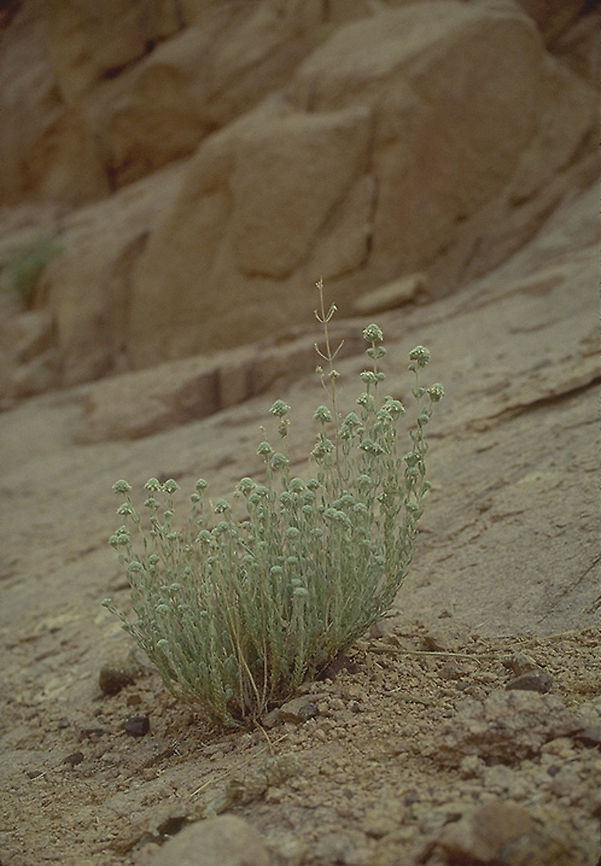 Teucrium decaisnei S Sinai Highlands Teucrium decaisnei