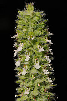 Teucrium lamiifolium  Teucrium lamiifolium