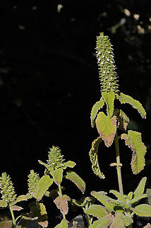 Teucrium lamiifolium  Teucrium lamiifolium