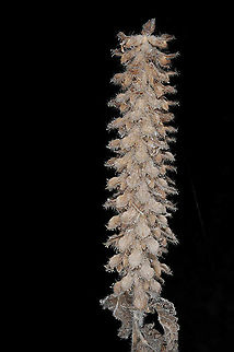 Teucrium lamiifolium fruit Teucrium lamiifolium