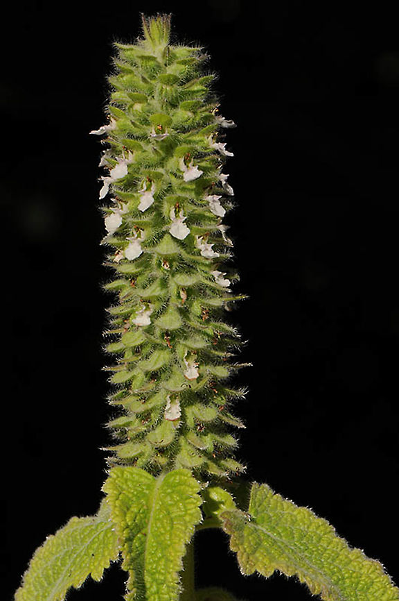 Teucrium lamiifolium  Teucrium lamiifolium
