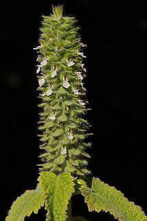 Teucrium lamiifolium  Teucrium lamiifolium