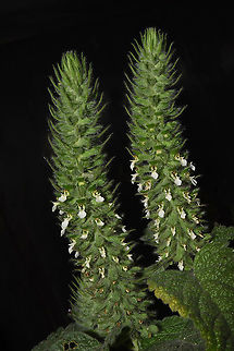 Teucrium lamiifolium  Teucrium lamiifolium