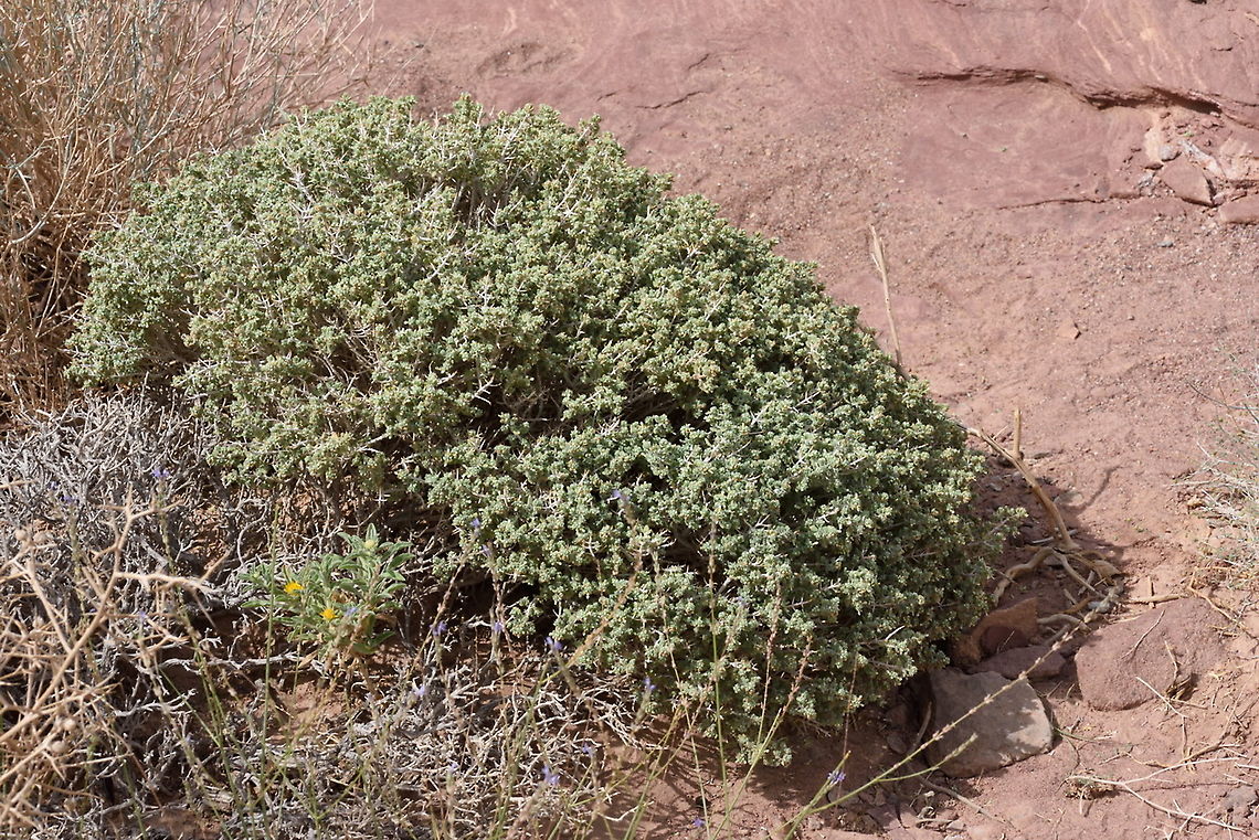 Teucrium leucocladum S Israel, Eilat Mts, Upper N Gishron Geotagged,Israel,Spring,Teucrium leucocladum,Whitish Germander