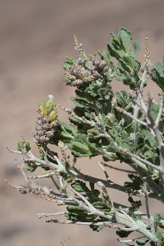 Teucrium leucocladum S Jordan, above Aqaba Geotagged,Jordan,Spring,Teucrium leucocladum,Whitish Germander