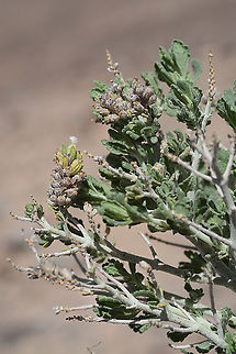Teucrium leucocladum S Jordan, above Aqaba Geotagged,Jordan,Spring,Teucrium leucocladum,Whitish Germander