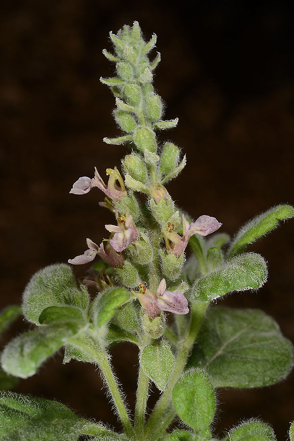Teucrium_montbretii3_2014 Israel, Ilan Tal BG Teucrium montbretii