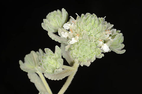 Teucrium capitatum S Israel, Negev Highlands, N Eshcharim Geotagged,Israel,Spring,Teucrium capitatum