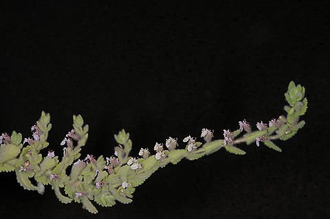 Teucrium scordium  Teucrium scordium,Teucrium_scordium