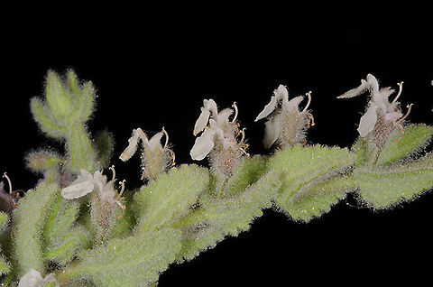 Teucrium scordium  Teucrium scordium,Teucrium_scordium