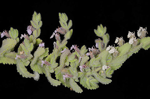 Teucrium_scordium  Teucrium scordium,Teucrium_scordium
