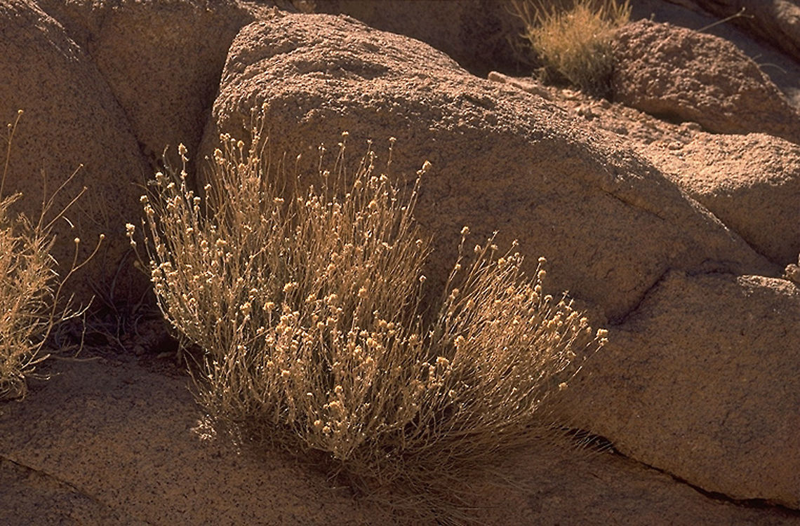 Teucrium decaisnei S Sinai Highlands<br />
 Teucrium decaisnei