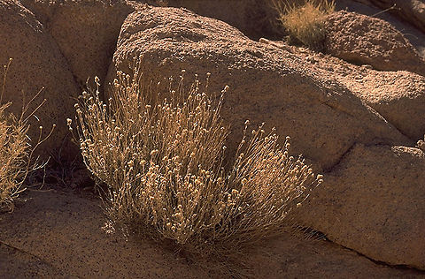 Teucrium decaisnei S Sinai Highlands
 Teucrium decaisnei