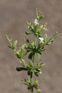 Teucrium spinosum  Teucrium spinosum