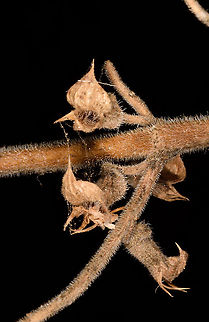 Teucrium spinosum  Teucrium spinosum