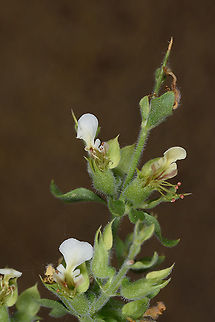 Teucrium spinosum  Teucrium spinosum