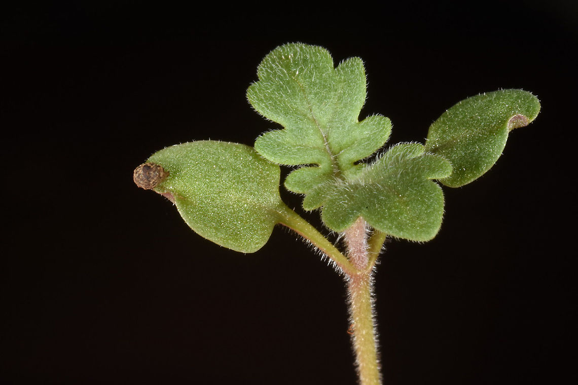 Teucrium spinosum  Teucrium spinosum