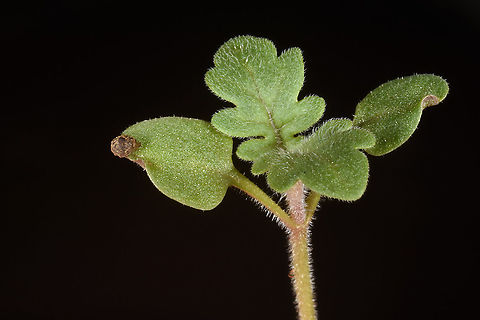 Teucrium spinosum  Teucrium spinosum
