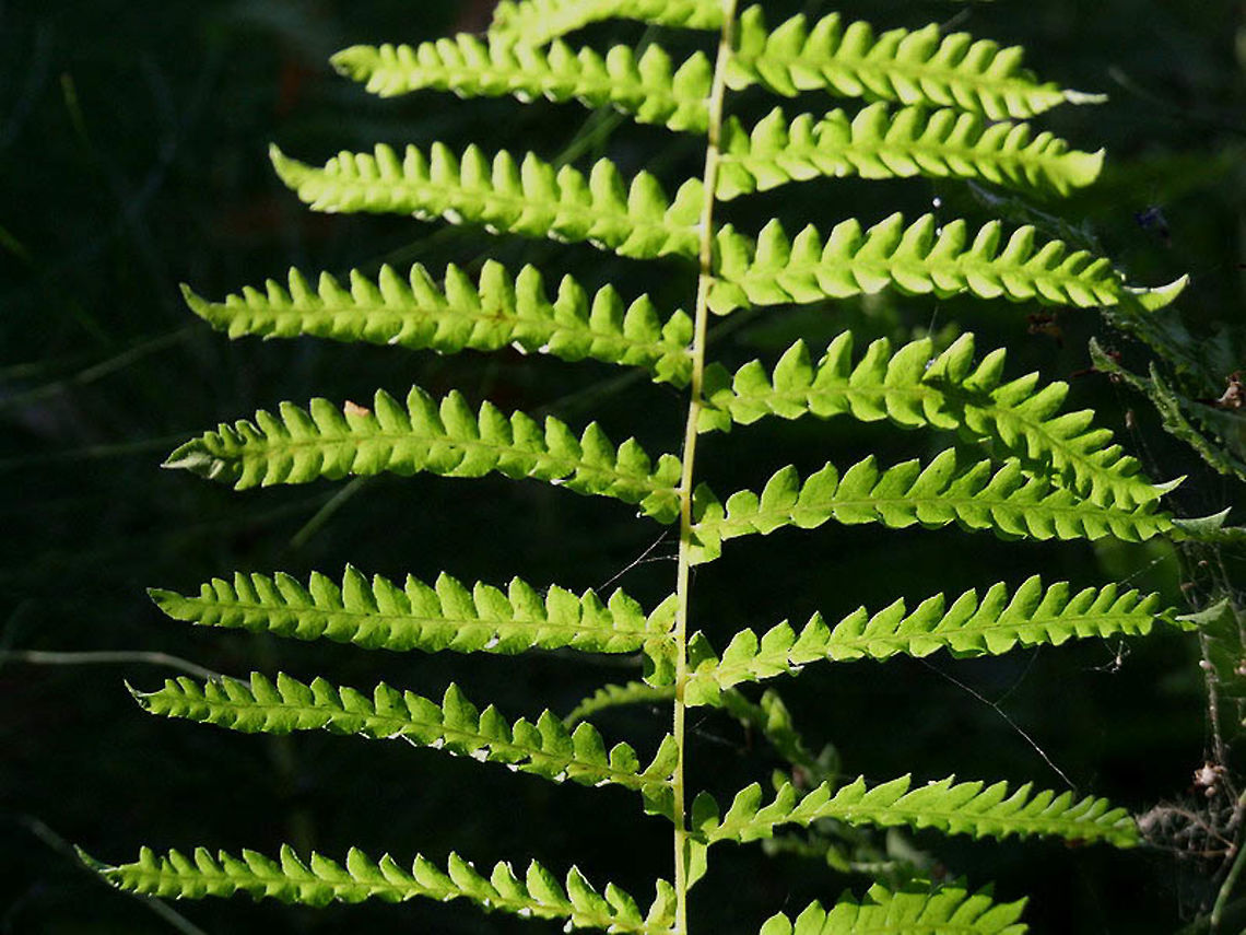 Thelypteris palustris  Eastern Marsh Fern,Thelypteris palustris