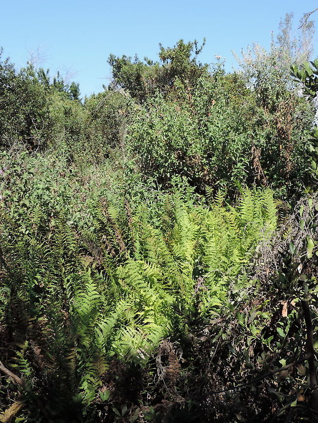 Thelypteris palustris N Israel, Dan Reserve Eastern Marsh Fern,Geotagged,Israel,Summer,Thelypteris palustris
