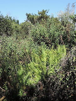 Thelypteris palustris N Israel, Dan Reserve Eastern Marsh Fern,Geotagged,Israel,Summer,Thelypteris palustris