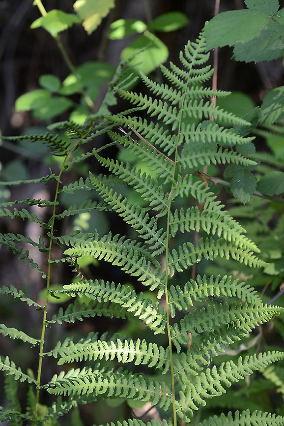 Thelypteris palustris N Israel, Dan Reserve Eastern Marsh Fern,Geotagged,Israel,Summer,Thelypteris palustris