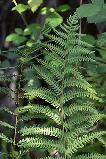 Thelypteris palustris N Israel, Dan Reserve Eastern Marsh Fern,Geotagged,Israel,Summer,Thelypteris palustris