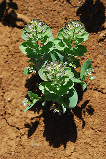 Noccaea platycarpa Mt Hermon, Bol'an Valley slope, 2000 m. Geotagged,Noccaea platycarpa,Spring