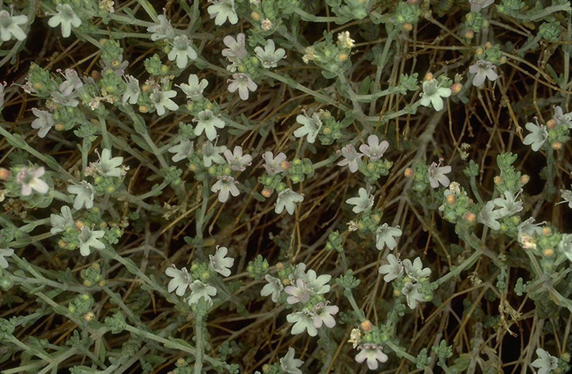 Thymus decussatus  Thymus decussatus