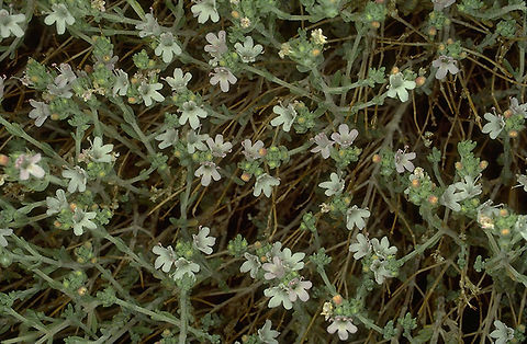 Thymus decussatus  Thymus decussatus
