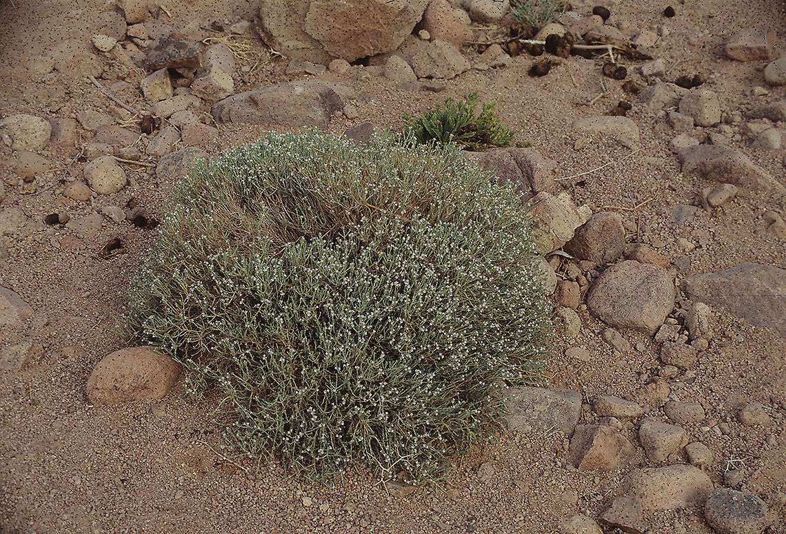 Thymus decussatus S Sinai Highlands, W Nugra, 27-5-1993 Thymus decussatus
