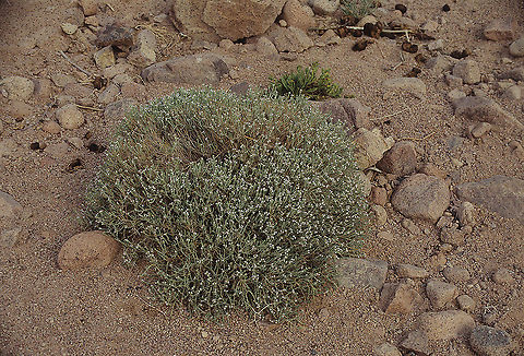 Thymus decussatus S Sinai Highlands, W Nugra, 27-5-1993 Thymus decussatus