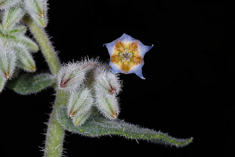 Trichodesma ehrenbergii  Geotagged,Israel,Trichodesma ehrenbergii,Winter