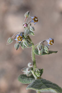 Trichodesma ehrenbergii s Israel, S of Eilat Geotagged,Israel,Trichodesma ehrenbergii,Winter