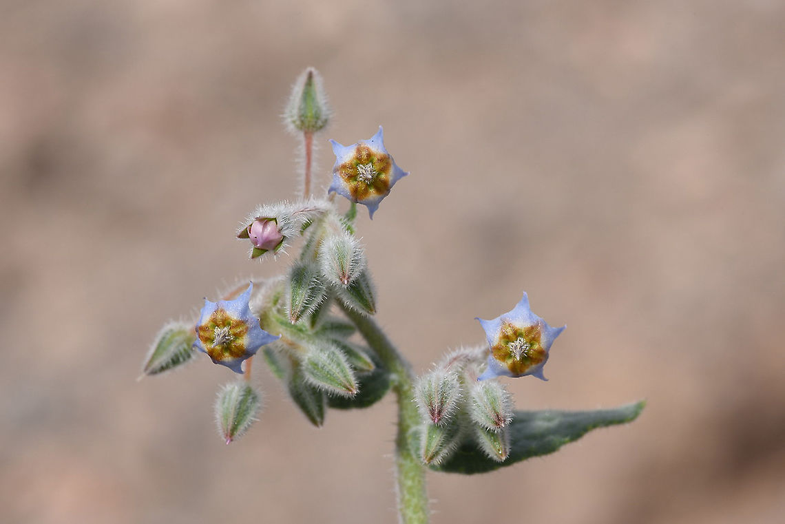 Trichodesma ehrenbergii s Israel, S of Eilat Geotagged,Israel,Trichodesma ehrenbergii,Winter