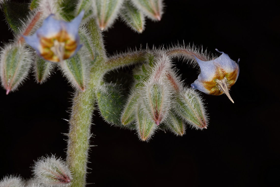 Trichodesma ehrenbergii  Geotagged,Israel,Trichodesma ehrenbergii,Winter