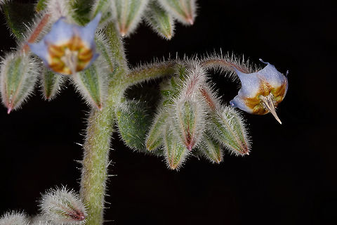 Trichodesma ehrenbergii  Geotagged,Israel,Trichodesma ehrenbergii,Winter