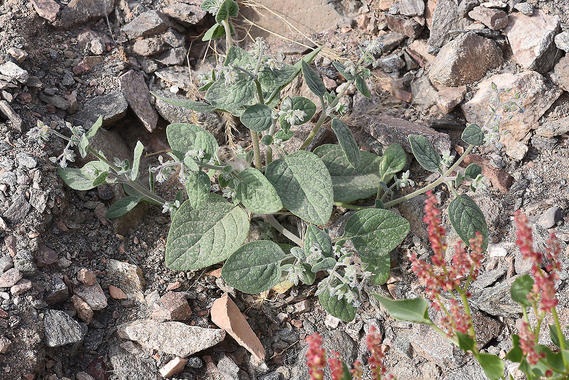 Trichodesma ehrenbergii s Israel, S of Eilat Geotagged,Israel,Trichodesma ehrenbergii,Winter