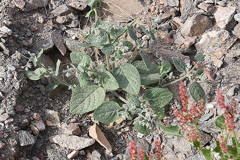 Trichodesma ehrenbergii s Israel, S of Eilat Geotagged,Israel,Trichodesma ehrenbergii,Winter