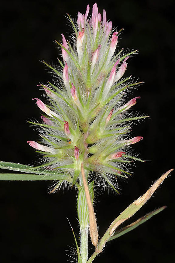 Trifolium angustifolium Mt Hermon, Har Kata, 1100m Geotagged,Narrowleaf crimson clover,Spring,Trifolium angustifolium