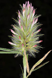 Trifolium angustifolium Mt Hermon, Har Kata, 1100m Geotagged,Narrowleaf crimson clover,Spring,Trifolium angustifolium