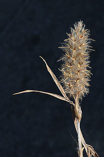 Trifolium angustifolium  Narrowleaf crimson clover,Trifolium angustifolium