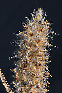 Trifolium angustifolium  Narrowleaf crimson clover,Trifolium angustifolium