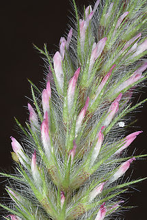 Trifolium angustifolium  Narrowleaf crimson clover,Trifolium angustifolium